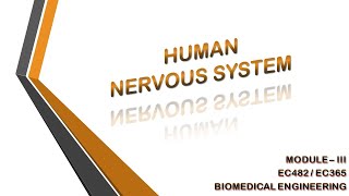 HUMAN NERVOUS SYSTEM | EC365 | EC482 | MODULE3 | BIOMEDICAL ENGINEERING | KTU