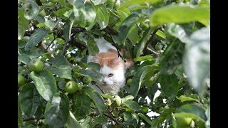 Как кошка реагирует на видео с ежиком на звук Как кошка реагирует на видео с ежиком на звук