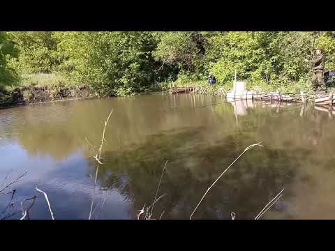 ТАКОЕ не повторяется.... РЫБАЛКА в КУРСКОЙ области.  КАРП на поплавок