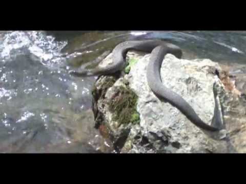 Northern Water Snake in The Poconos