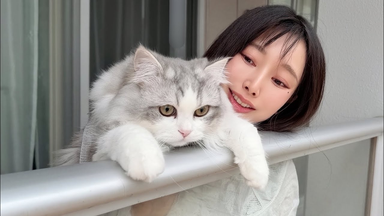 This is what happened to the kitten after seeing cherry blossoms