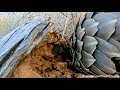 Pangolin Feeding Power! Watch It Dig and Devour Termites