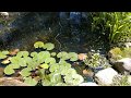 Wildlife Ponds and creating native habitat