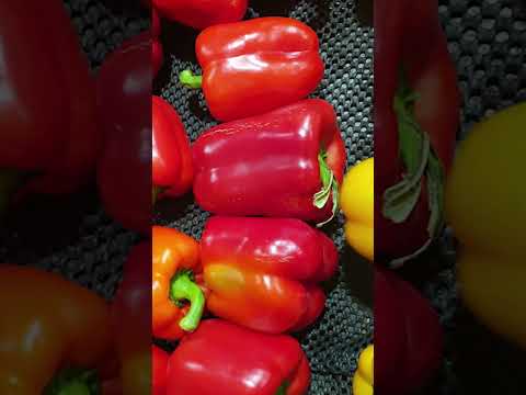 REAL MUKBANG COOKING VLOG Protein Boost After Workout! Delicious Vegetable Omelet Recipe