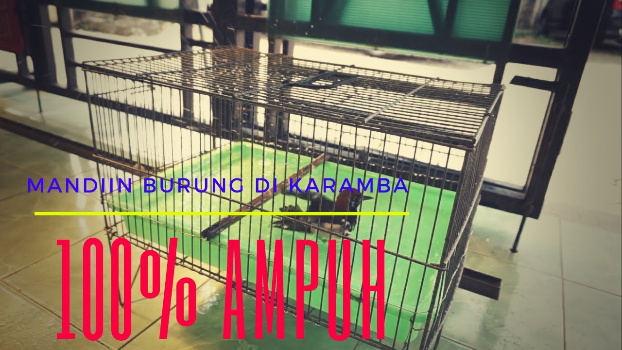 Melatih Burung Berkicau Mandi di Karamba