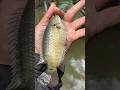 Mấy ngày liên tục ,toàn cá to #CauCa #HaiHuaFishing #FishingLife #xuhuong #CaRo #Shorts