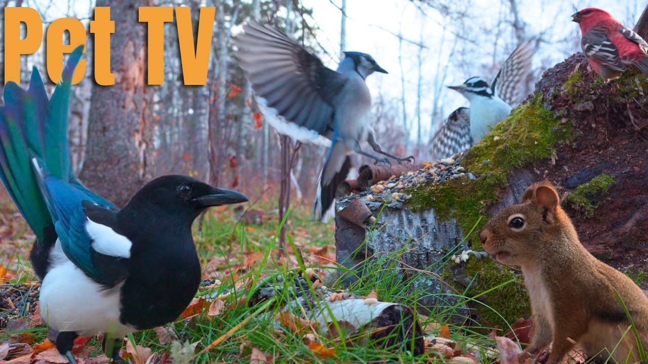 Leaping Squirrels & Bossy Birds 🐿️ 8 Hours of Cat TV • Dog TV for Cats, Dogs, and People