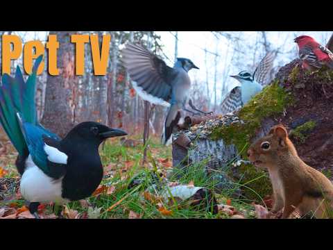 Leaping Squirrels & Bossy Birds 🐿️ 8 Hours of Cat TV • Dog TV for Cats, Dogs, and People