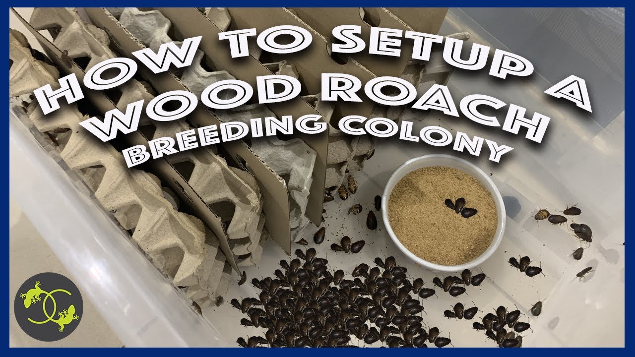 How to Setup a Wood Roach or Dubai roach BREEDING COLONY Cookies