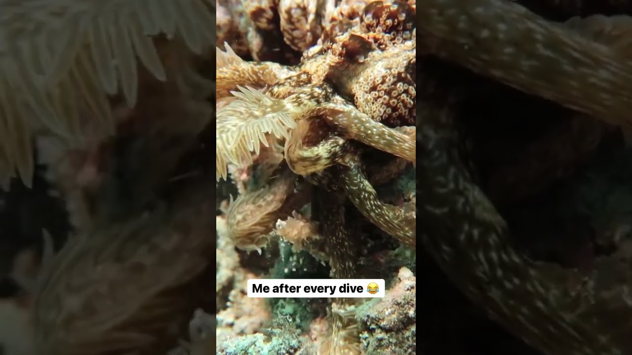 Post-Dive Snacks Are Life 🍕☕