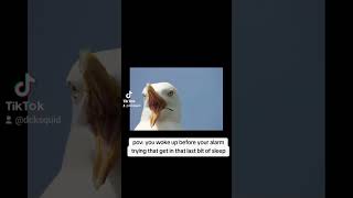 Birds be like: ''Oh hey you awake mf? U wont believe waht happen just now man I took a shit on thi-'