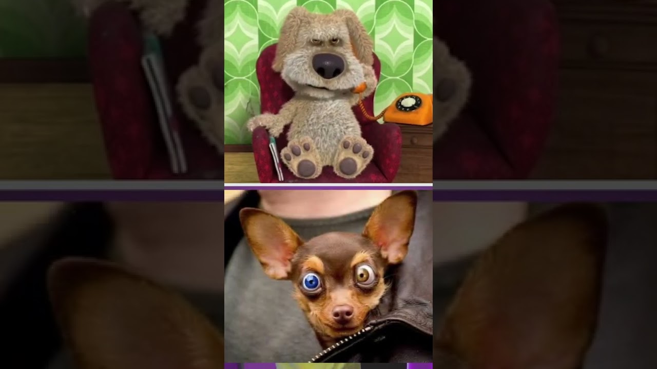 Talking Ben Reacts to Other Dogs - Guess who he likes?