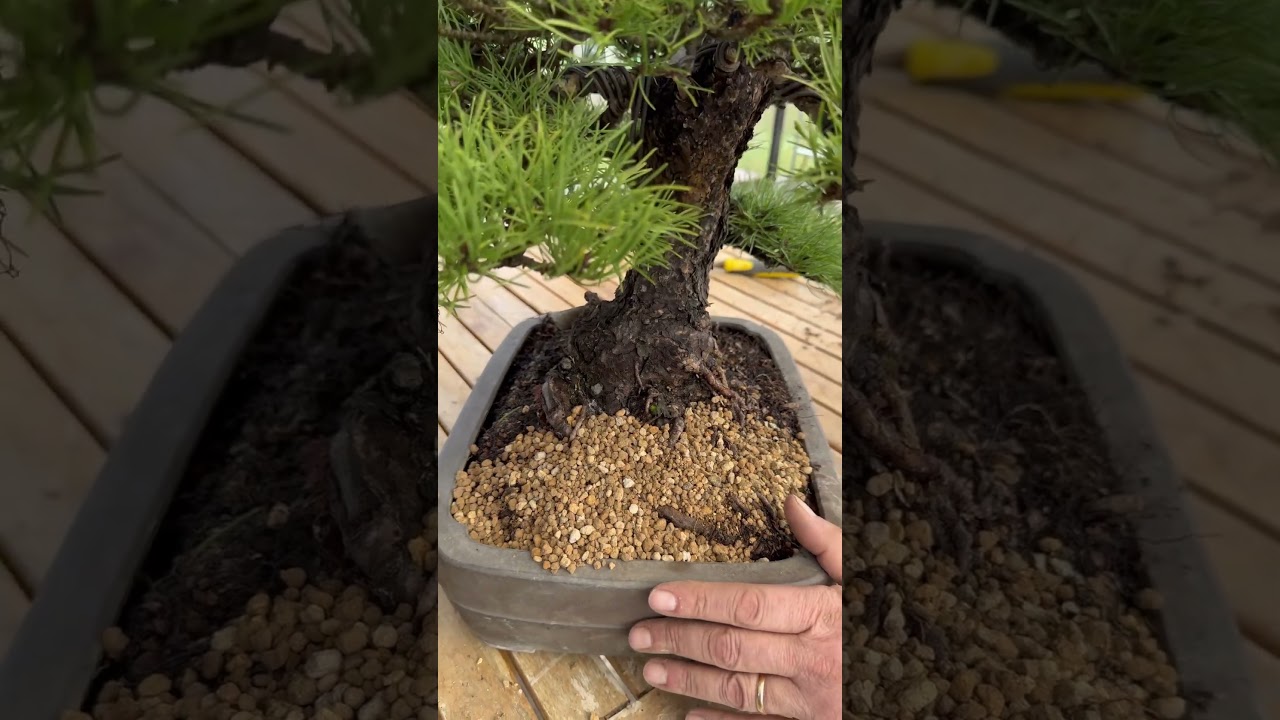 Repotting Italian black pine, in Eiraku tokoname 