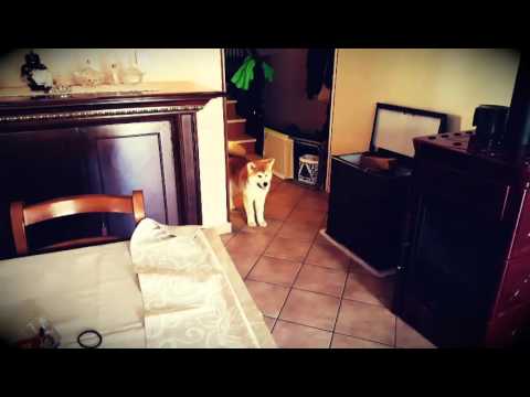 Il Mio Bellissimo Disastro Yoshi 