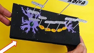 🌳 Maqueta de la Neurona y sus Partes / Como Hacer La Maqueta de La Neurona 🌳 Maqueta de la Neurona y sus Partes / Como Hacer La Maqueta de La Neurona