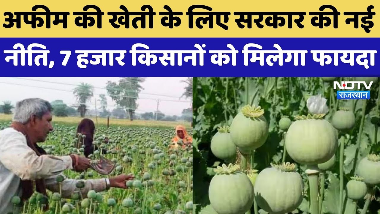 Opium Farming: अफीम की खेती के लिए सरकार की नई नीति से किसानों को ऐसे होगा फायदा! Rajasthan News