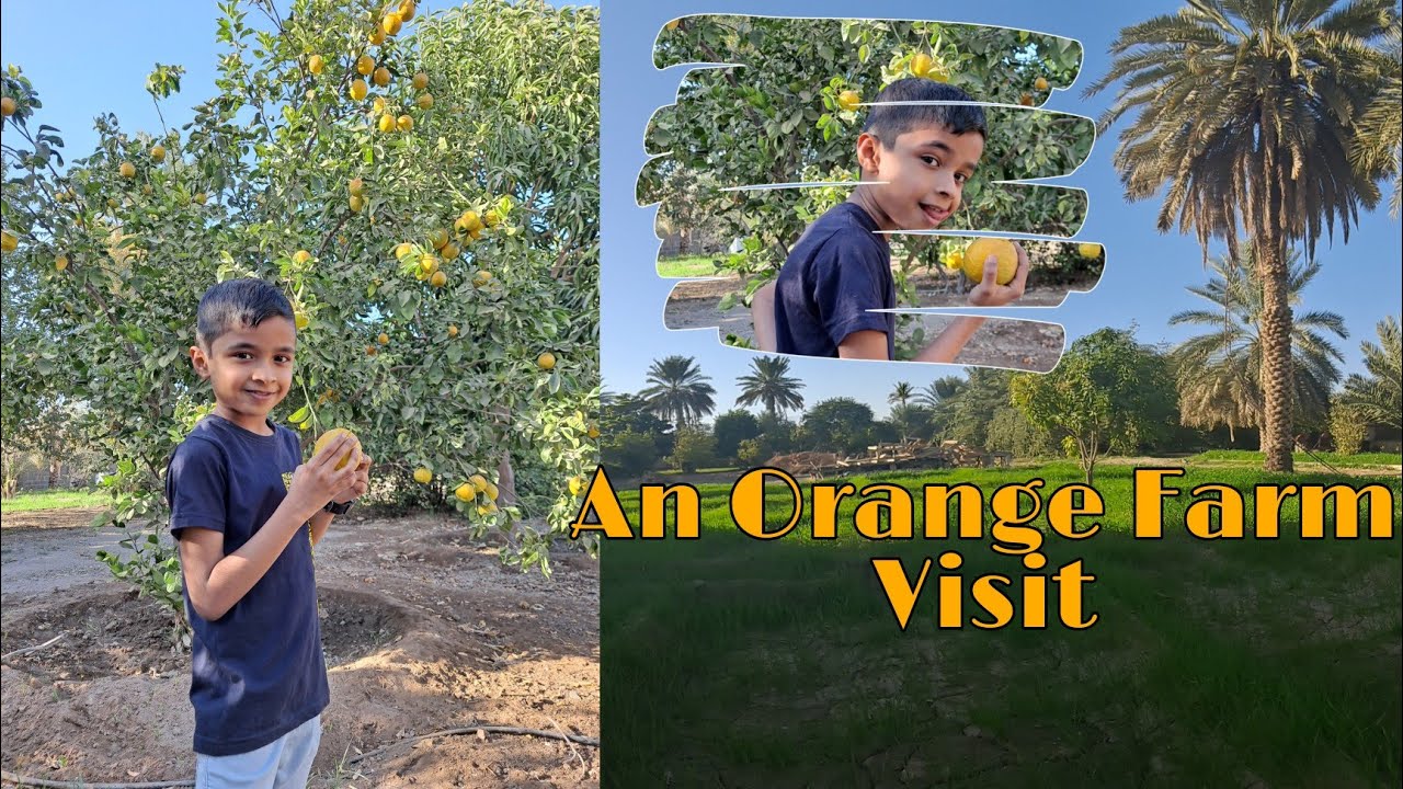 Organic Orange farm Visit YouTube