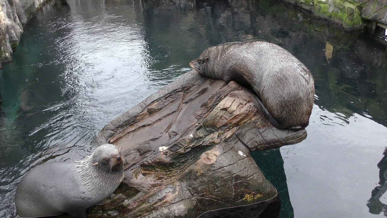 South American Fur Seals, Living Coasts (24th November 2019) YouTube