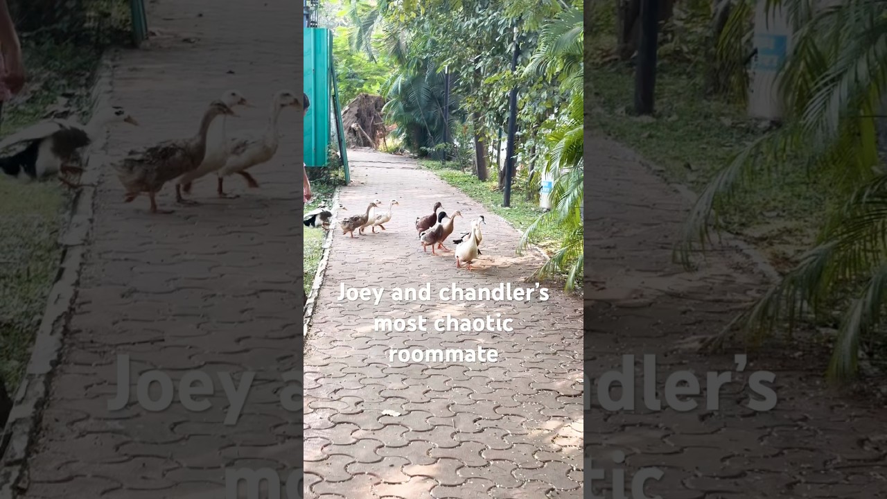 Tell me you watched FRIENDS without telling me!! 