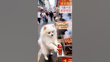 MasterChef? Nah… It’s MasterDog! 🐶👨‍🍳 #Shorts#Viral#Trending#FunnyVideo#AI2025