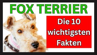 FOX TERRIER Hunderasse  Die 10 wichtigsten Fakten