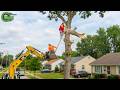 Idiots With Chainsaws: Tree Cutting Fails | Extreme Dangerous Logging Truck Fails #44