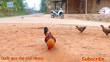 Qaib dib liab daj qua zoo dib kaws naw 2021