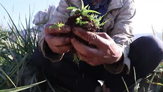 سكان في غربي إدلب في البراري بحثاً عن نبتة طبية توفر لهم المال.. ما هي؟