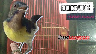SUARA NGRIWIK NGALAS BURUNG KOLIBRI KELAPA (WICEH GACOR) MEMANGGIL WICEH