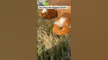 Thumbnail of Are they the biggest birds?￼ #pets #funny #dog #comedy #cat #guineapig