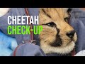 Cheetah Cubs Are Spot On At Health Check