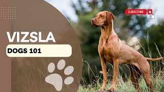 Vizsla | Dog Breed Information & Characteristics