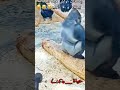 Morocco المغرب Guelmim Maroc Morrocco Funnyvideo Funny كلميم Morocco المغرب Guelmim Maroc Morrocco Funnyvideo Funny كلميم