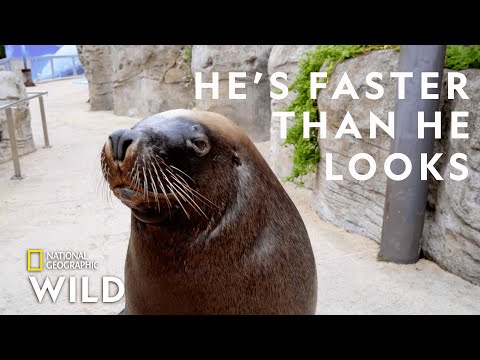 A Sea Lion Goes For a Walk | Secrets of the Zoo: Down Under