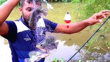 Amazing Fish catching Using Spring Bom net | Tilapia Fish Catching | Smart Fishing Technique