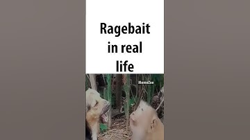 ragebait of all time