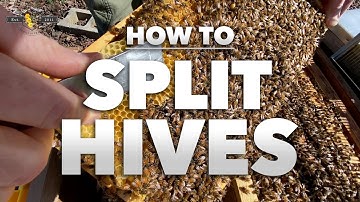 How to Split a Hive | Step-by-step tutorial from a Beekeeper [Beekeeping 201] - SPRING 2022