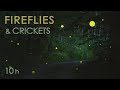 Fireflies & Crickets - Calming Nature Night Sounds & Sights for Sleep & Relaxation - 10 Hours