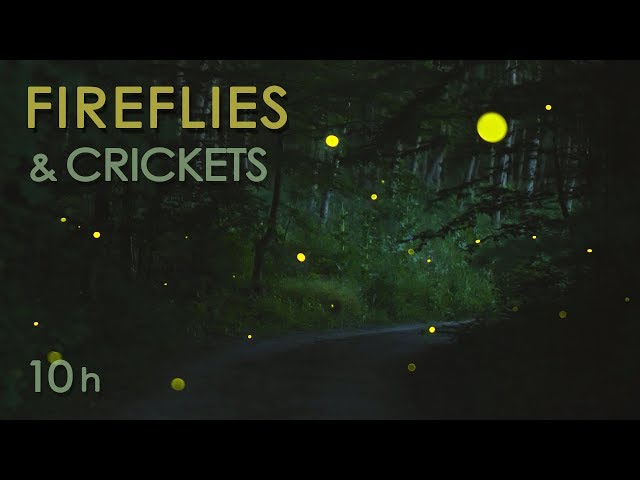 Fireflies & Crickets - Calming Nature Night Sounds & Sights for Sleep & Relaxation - 10 Hours class=