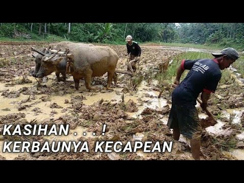 Bajak Sawah Tradisional