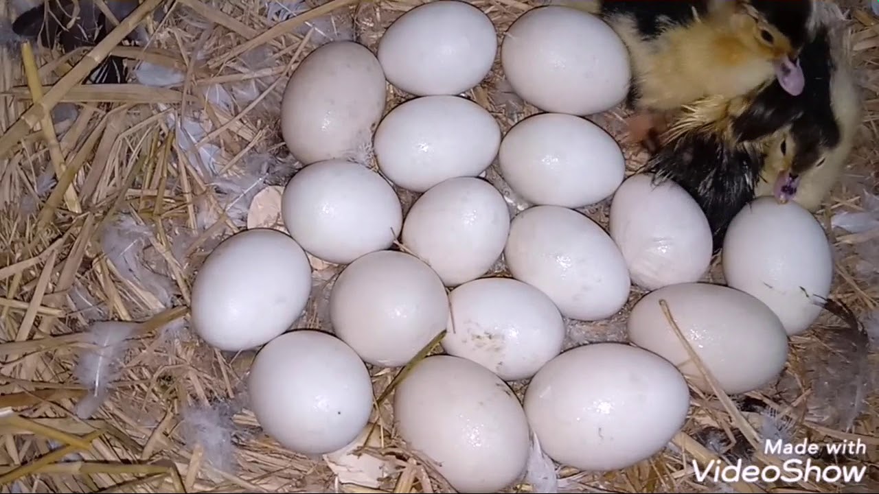 مقابل رطل واحد فقط، سيكون لديك كل بيض البط الذي يفقس أمام عينيك مباشرة. تحدي يوتيوب