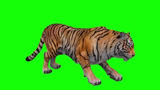 Free Green Screen Video Download Tiger [4K]