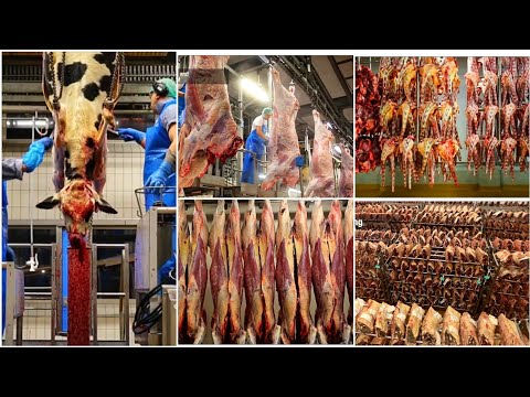 Beef Processing Inside Of Modern Technology Factory | Beef Burger Mince | Danish Crown