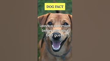 Thumbnail of Unlocking the Mystery of Dog Vision: You Won't Believe What They See!