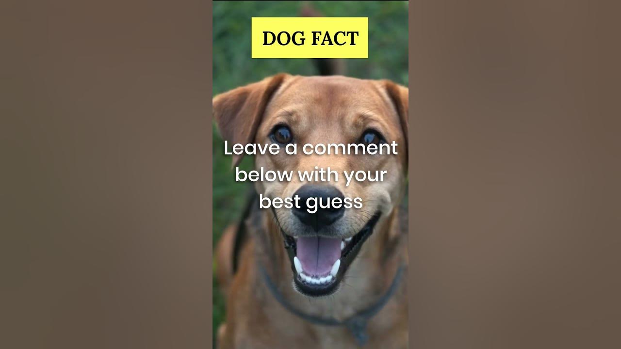 Unlocking the Mystery of Dog Vision: You Won't Believe What They See!