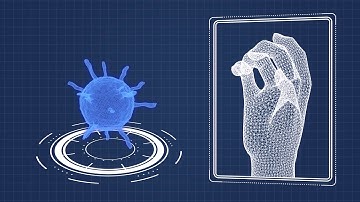 Axolotl Limb Regeneration