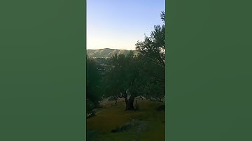 القرآن الكريم استمع للقرآن الكريم ثواني تلاوة مباركة للقارىء الشيخ محمد علي سليمان