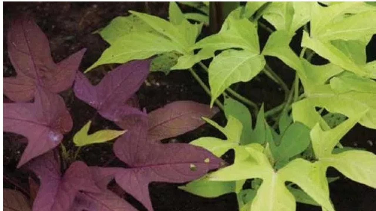 Amazing health Benefits Of Eating Sweet Potato Leaves