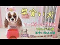 【犬の早食い対策】早食い防止の器は本当に効果あるのか一度検証してみた