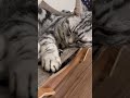 自分の手をそっと前に出して休んでいる猫のクレアさん #Shorts